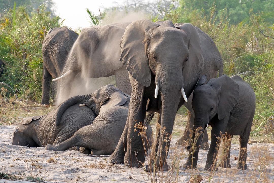 Wildlife in the Chobe Savanna