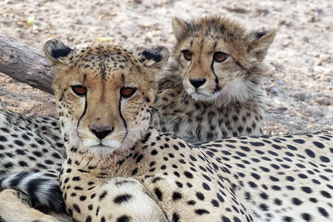 Wild Aria Safari Encounter
