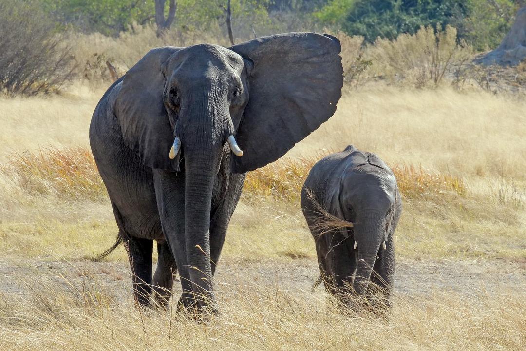 Untamed African Wilderness